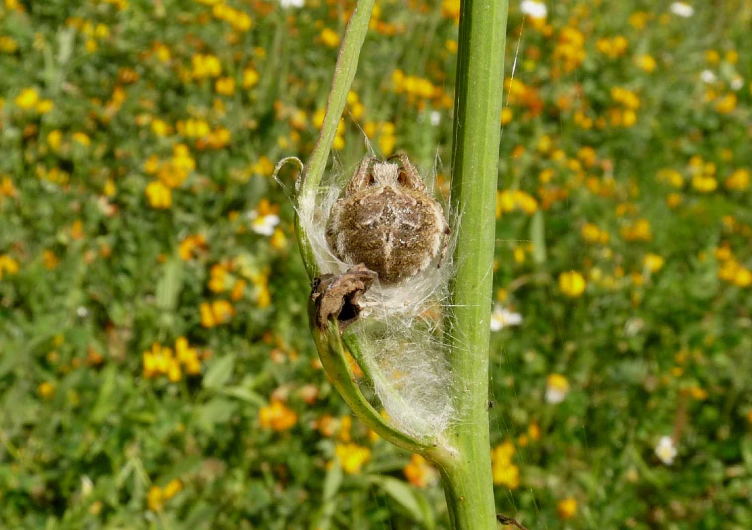 Agalenatea redii